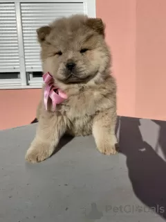 Additional photos: Chow Chow puppies