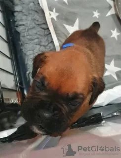 Additional photos: Boxer puppies for sale