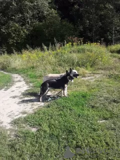 Photo №2 to announcement № 83084 for the sale of east-european shepherd - buy in Russian Federation 