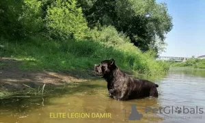 Additional photos: Cane Corso boys