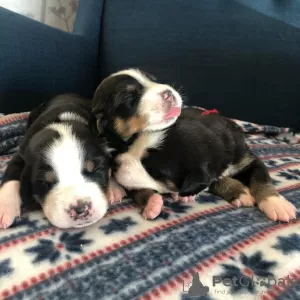 Photo №3. Great Swiss Mountain Dog puppies. Russian Federation