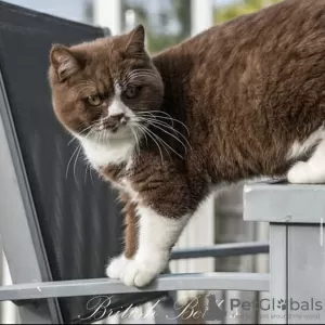 Photo №3. British shorthair. Germany