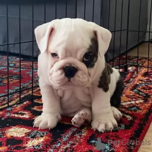 Photo №3. English Bulldog Puppy for sale. United States