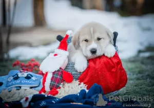 Photo №1. central asian shepherd dog - for sale in the city of Йонишкис | 1560$ | Announcement № 32622