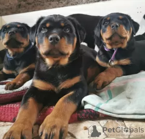 Additional photos: Rottweiler puppies want to meet their new owners