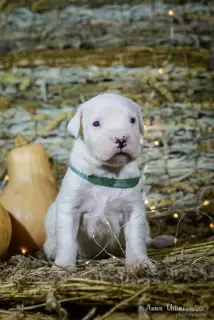 Additional photos: Great Dane of Argentina. Puppies