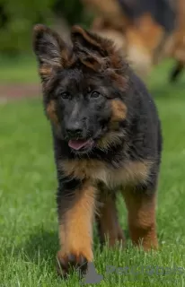 Additional photos: Gorgeous German Shepherd puppies