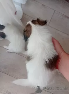 Additional photos: Papillon Fransızlar tarafından geliştirilmiş Fransa kökenli