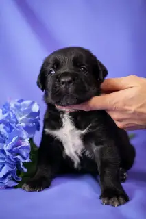 Additional photos: Gorgeous puppies Cane Corso