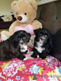 Photo №3. Purebreed Havanese puppies. Netherlands