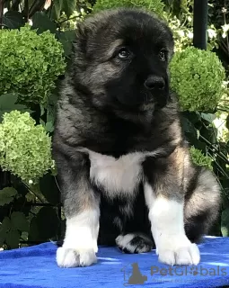 Additional photos: Caucasian Shepherd puppies. KSU.