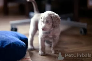 Additional photos: Long haired Weimaraner puppy