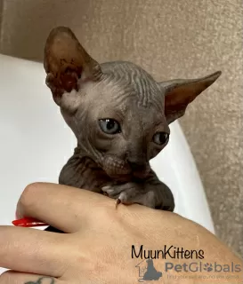 Additional photos: Kittens of the Canadian Sphynx