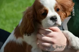 Photo №1. cavalier king charles spaniel - for sale in the city of Chocianów | 3000$ | Announcement № 24582