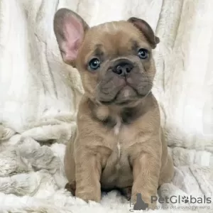 Photo №1. french bulldog - for sale in the city of Ludwigsburg | negotiated | Announcement № 129186