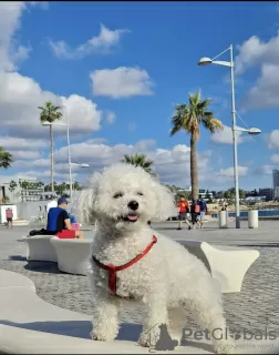 Photo №3. Bichon Frise. Germany