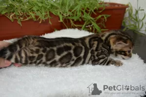 Photo №4. I will sell bengal cat in the city of Yekaterinburg. from nursery - price - 1350$