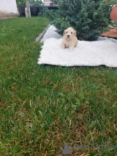 Additional photos: Labradoodle