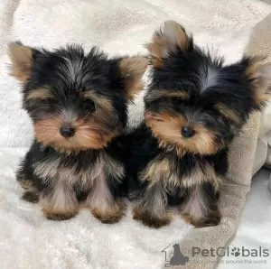 Photo №1. yorkshire terrier - for sale in the city of Братислава | negotiated | Announcement № 71113