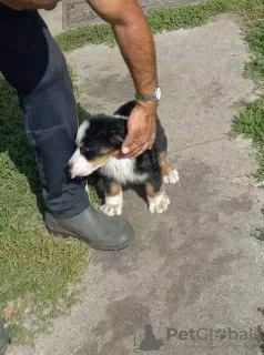 Additional photos: Bernese Mountain Dog