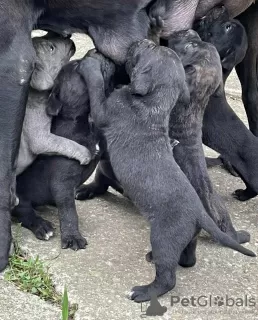 Photo №1. cane corso - for sale in the city of Smederevska Palanka | negotiated | Announcement № 53637