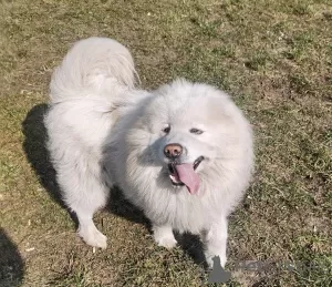 Additional photos: Samoyed females