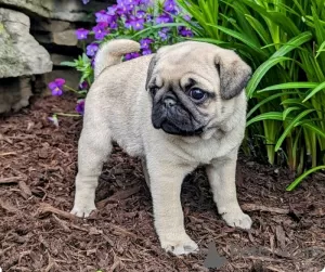 Photo №2 to announcement № 103929 for the sale of pug - buy in Cyprus 