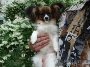 Photo №3. Papillon puppy girl - Marie Ross Marietta. Russian Federation