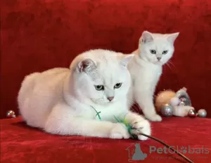 Photo №4. I will sell british shorthair in the city of Лиепая. breeder - price - 941$