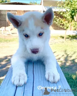 Additional photos: Children Siberian husky