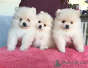 Photo №1. pomeranian - for sale in the city of Marlow | 500$ | Announcement № 125442