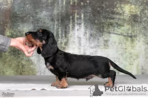 Photo №2 to announcement № 119604 for the sale of dachshund - buy in Russian Federation from nursery, breeder