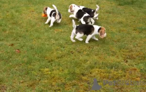 Photo №3. Lovely Beagle puppies for sale. Netherlands