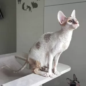 Additional photos: Cornish Rex girl, 5.5 months