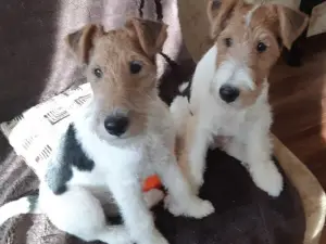 Additional photos: Fox terrier