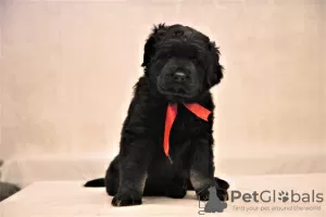 Additional photos: Reservation of puppies Hotosho/Buryat dog