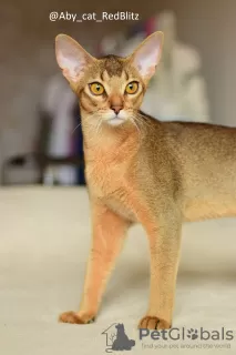 Photo №2 to announcement № 58181 for the sale of abyssinian cat - buy in Russian Federation from nursery, breeder