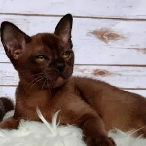 Photo №2 to announcement № 5547 for the sale of burmese cat - buy in Russian Federation from nursery