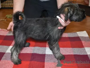 Photo №4. I will sell standard schnauzer in the city of Korolev. private announcement, breeder - price - 521$