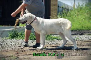 Additional photos: Central Asian Shepherd Puppy