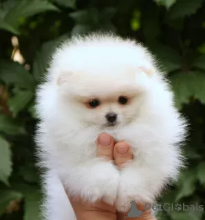 Photo №2 to announcement № 27893 for the sale of pomeranian - buy in Germany private announcement