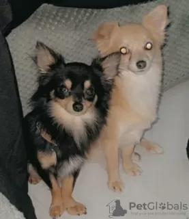 Photo №3. 2 long coat purebred, Chihuahuas. United States