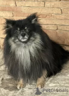 Photo №1. german spitz - for sale in the city of St. Petersburg | 1500$ | Announcement № 35654