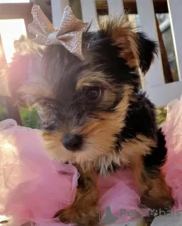 Photo №2 to announcement № 42917 for the sale of yorkshire terrier - buy in Germany private announcement