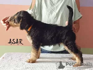 Photo №2 to announcement № 11588 for the sale of airedale terrier - buy in Poland breeder