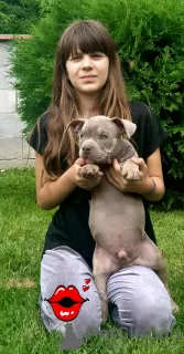 Photo №3. american bully. Bulgaria