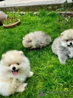 Photo №2 to announcement № 126560 for the sale of pomeranian - buy in Germany private announcement