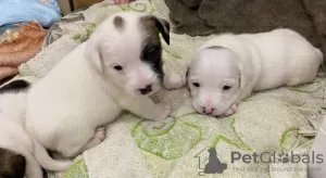 Additional photos: Wonderful Jack Russell Terrier puppies are looking for a home and caring owners!