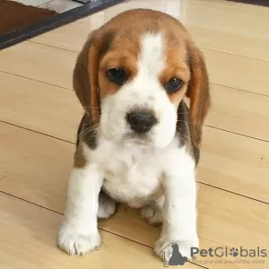 Photo №1. beagle - for sale in the city of Kuwait City | 370$ | Announcement № 65064