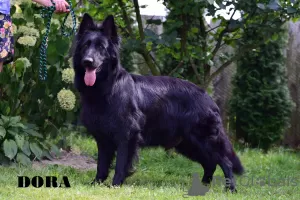 Additional photos: Black German Shepherd